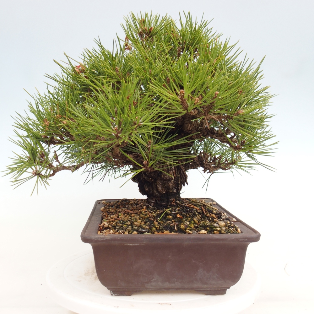 Kültéri bonsai - Pinus thunbergii - Thunberg fenyő