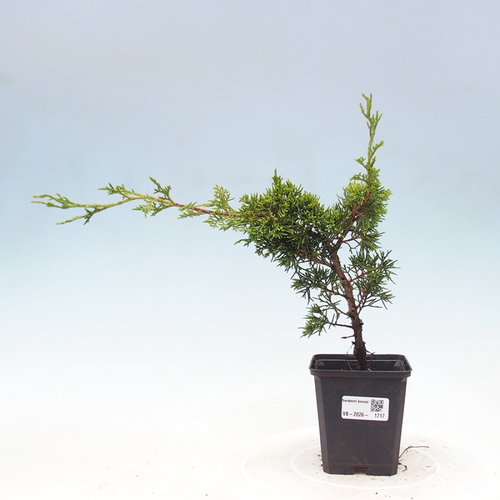 Kültéri bonsai - Juniperus chinensis Itoigawa