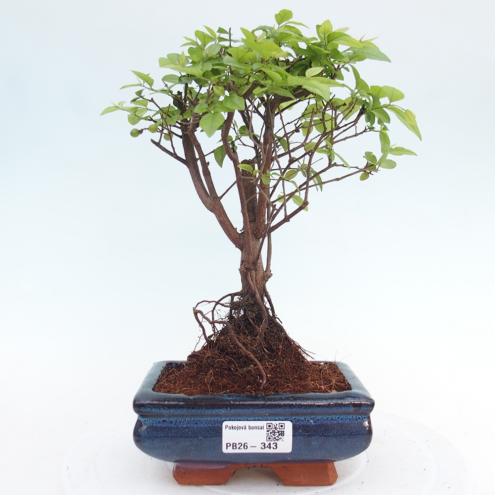 Szobai bonsai - Sageretia thea - Sageretia thea