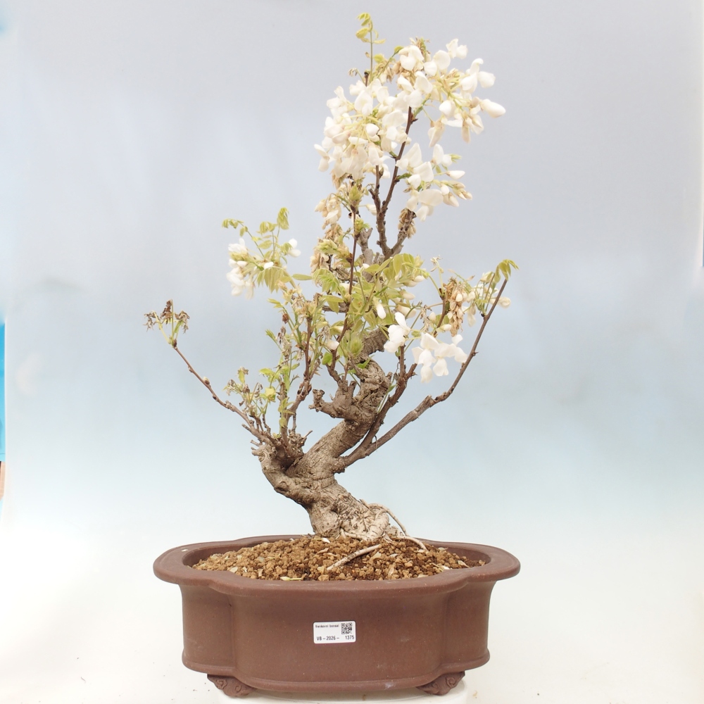 Kültéri bonsai - Vistaria - Wisteria