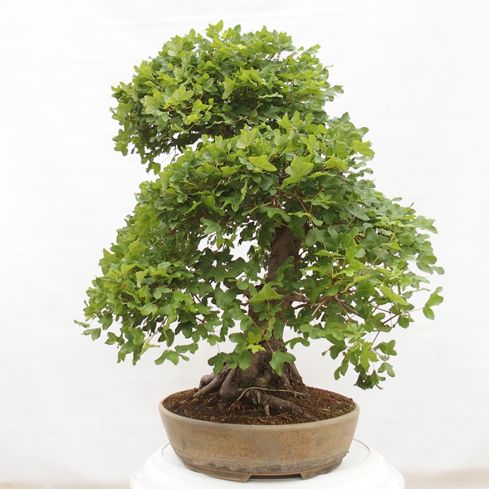 Kültéri bonsai - Francia juhar - Acer Nonspessulanum