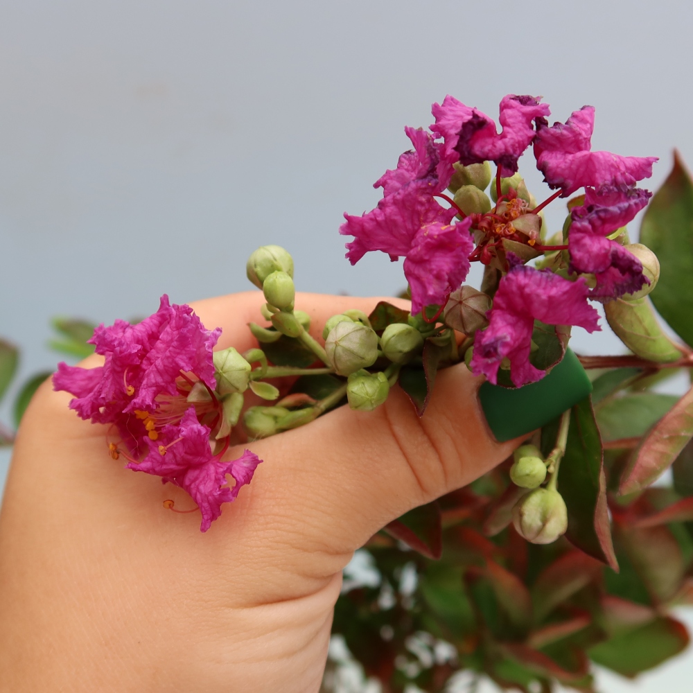Szobabonsai – Lagerstroemia indica – indiai orgona