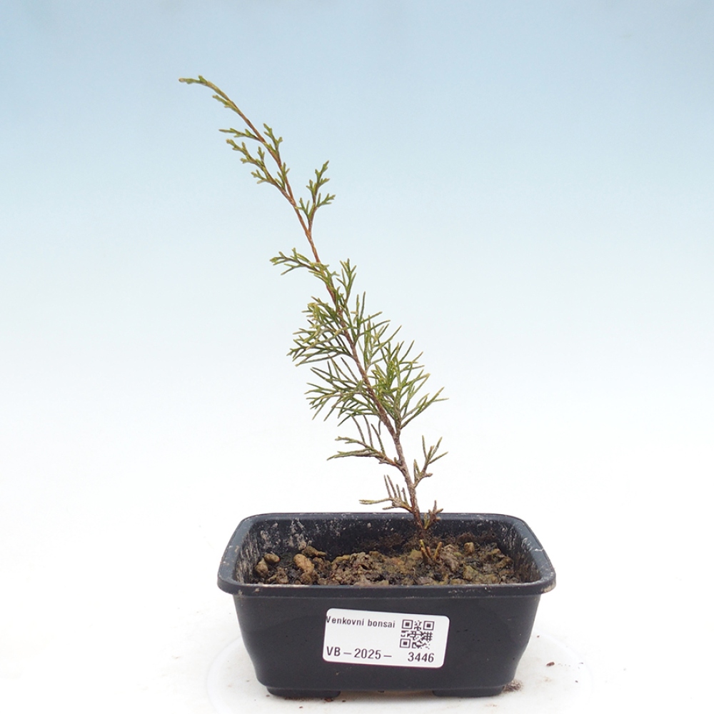 Kültéri bonsai - Juniperus chinensis Itoigawa
