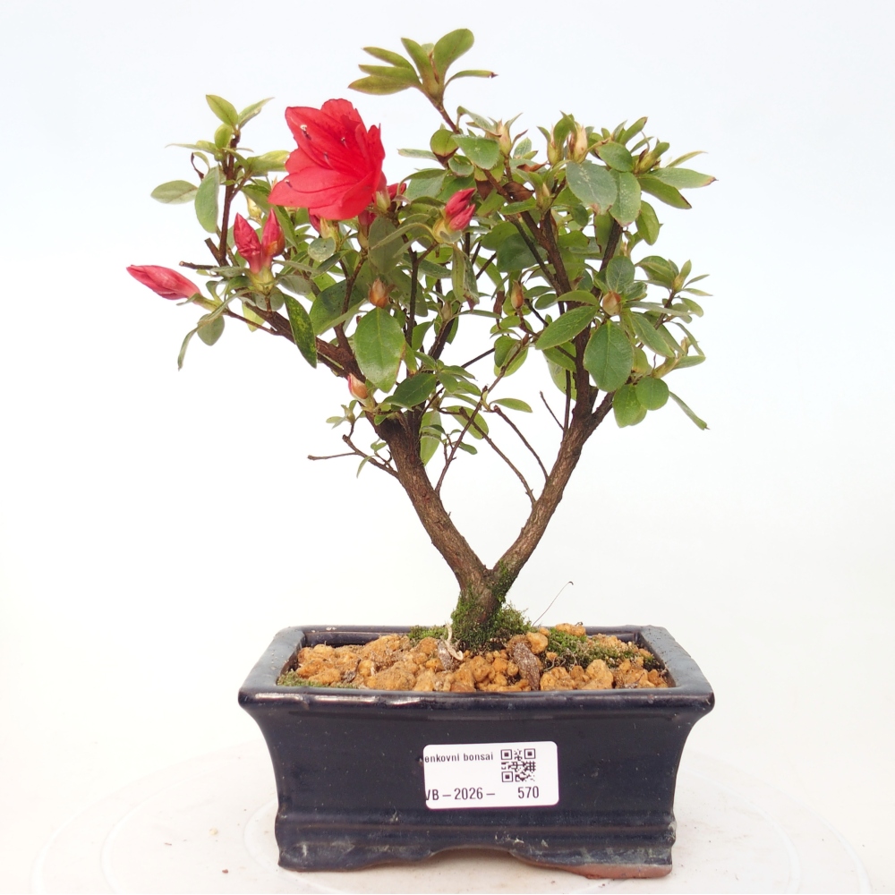 Kültéri bonsai - japán azálea - Azalea sp.