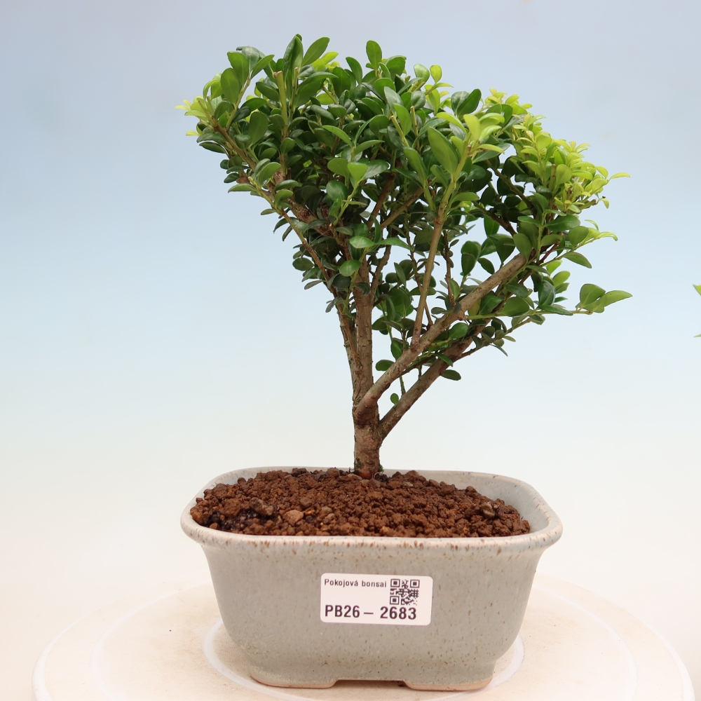Szobai bonsai - Ilex crenata - Holly