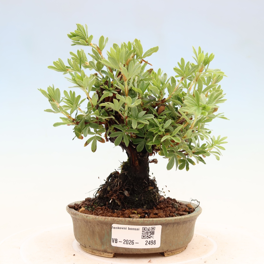 Kültéri bonsai - Potentila fruticosa