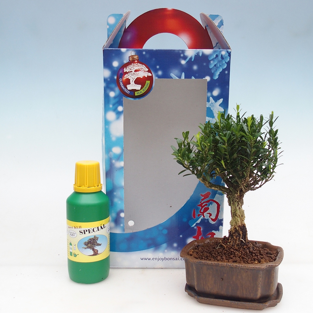 Szobai bonsai ajándékdobozban Buxus harlandii - parafa buxus
