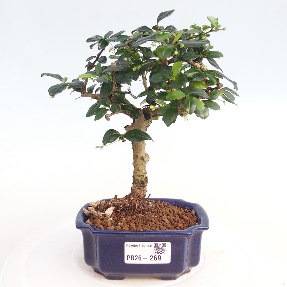 Szobai bonsai - Carmona macrophylla - Tea fuki