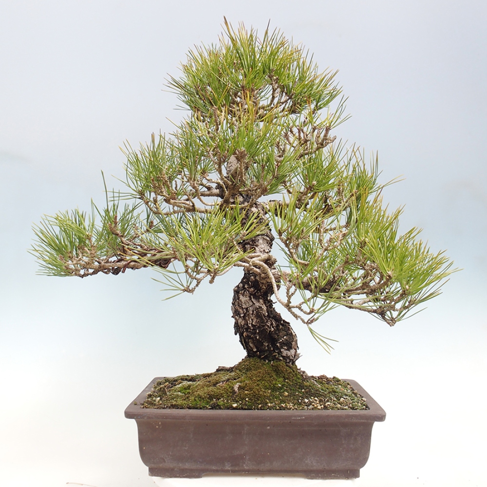 Kültéri bonsai - Pinus thunbergii - Thunberg fenyő