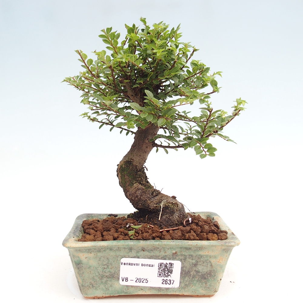 Kültéri bonsai - Ulmus parvifolia Hokkaido - Kínai szil - Ulmus parvifolia Hokkaido