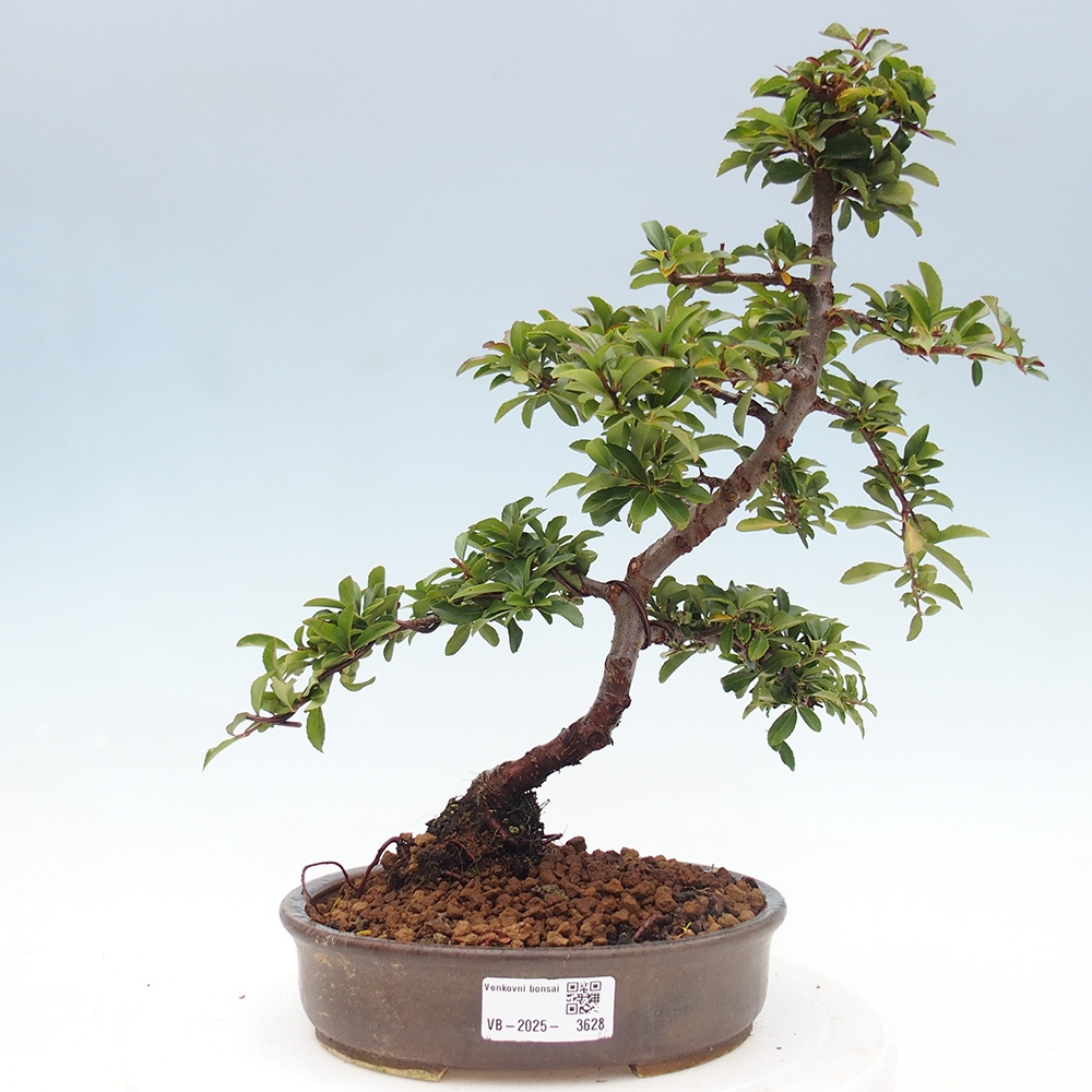 Kültéri bonsai-Pyracantha Teton - Hlox