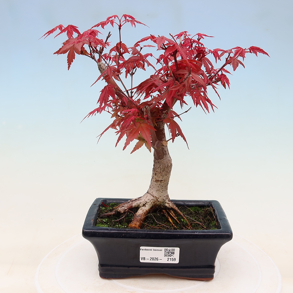 Kültéri bonsai - Acer palmatum DESHOJO