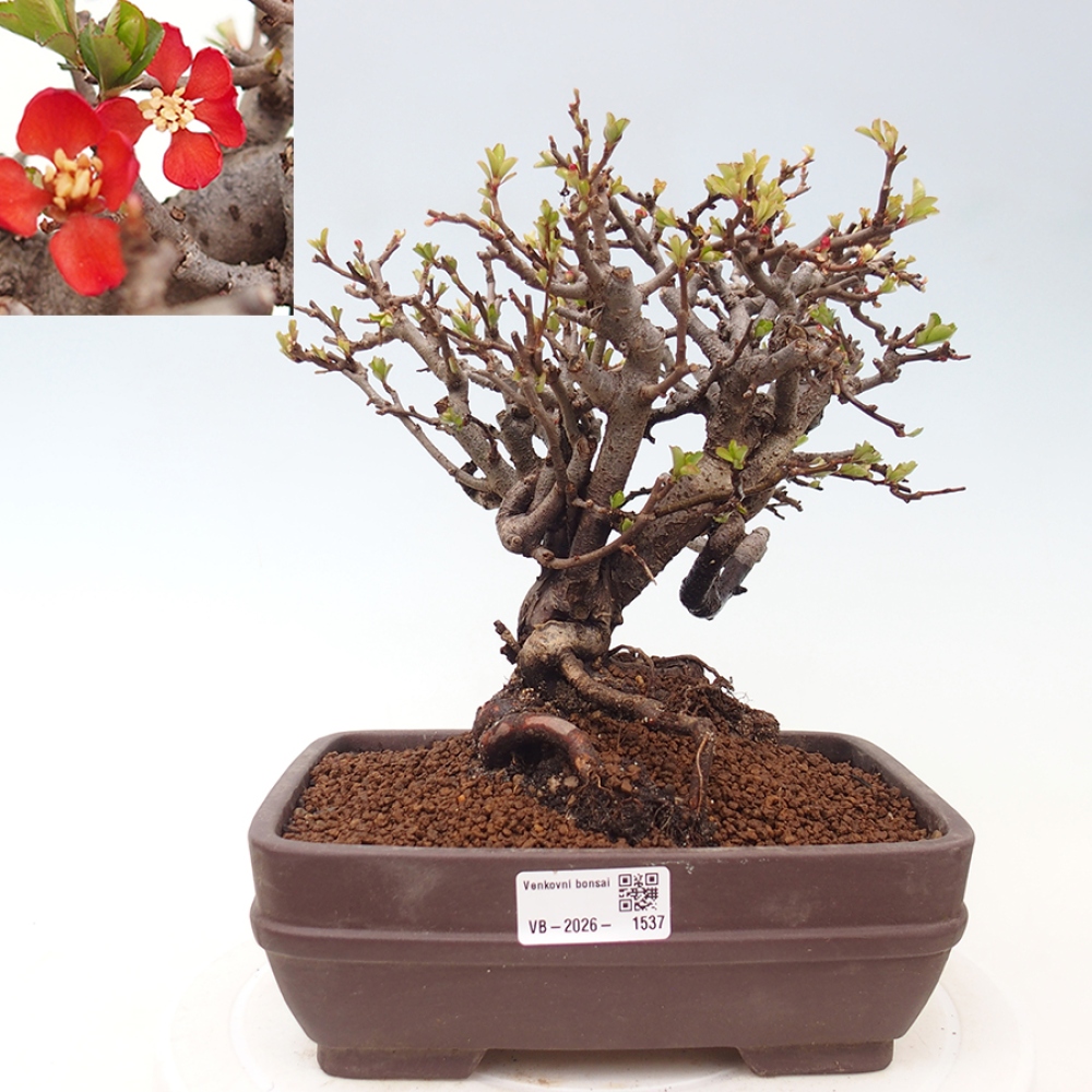 Kültéri bonsai - Chaneomeles speciosa - birs