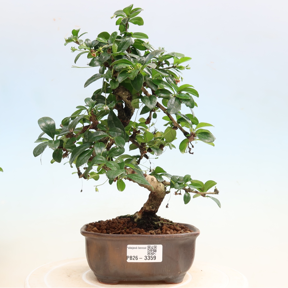 Szobai bonsai - Carmona macrophylla - Tea fuki