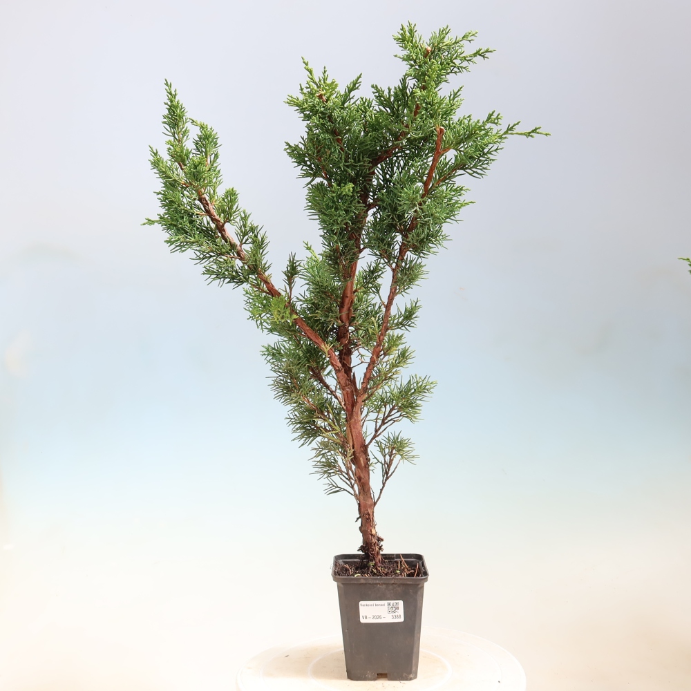 Kültéri bonsai - Juniperus chinensis Kishu