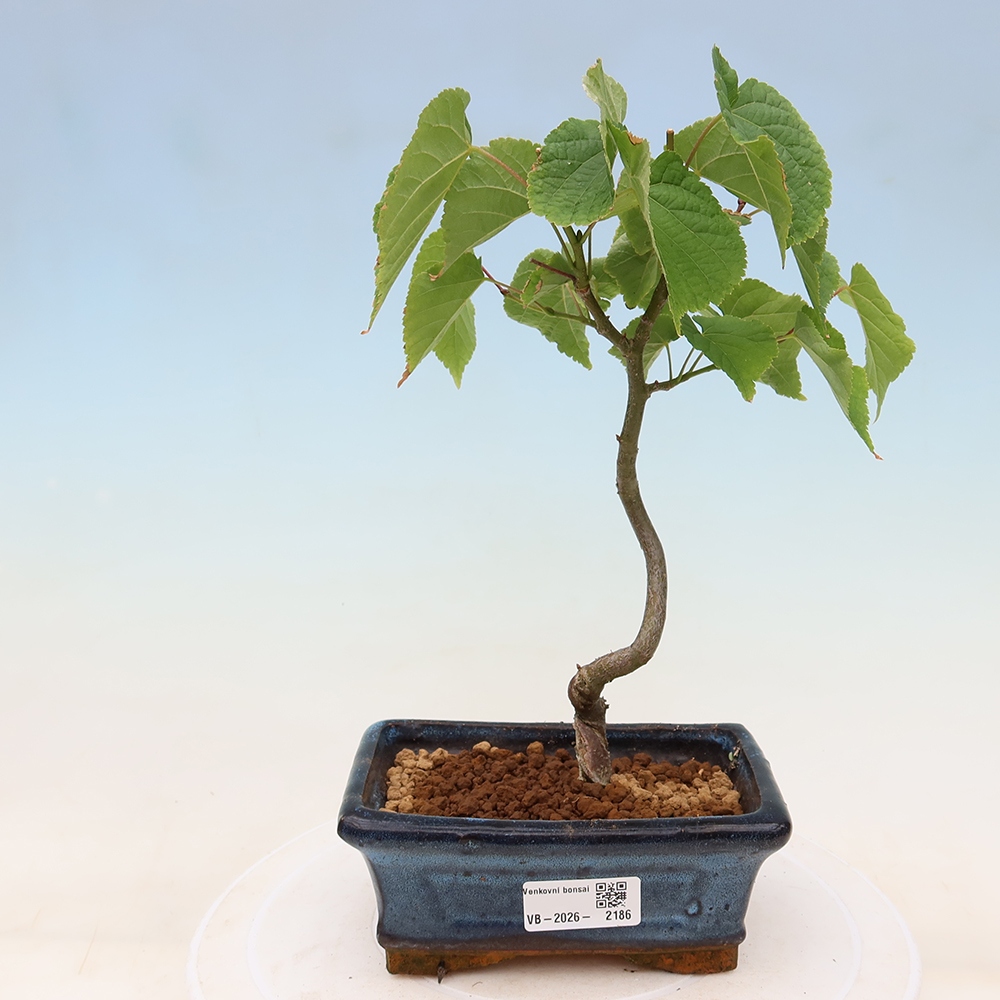 Kültéri bonsai – Szívlevelű hárs – Tilia cordata
