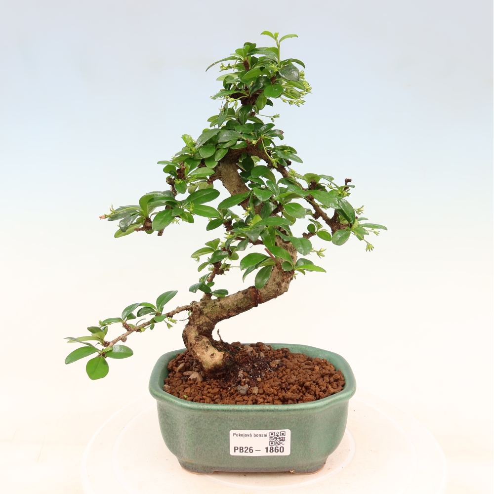 Szobai bonsai - Carmona macrophylla - Tea fuki