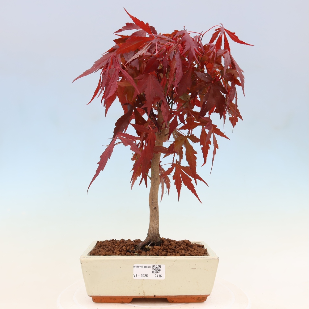 Kültéri bonsai - Acer pálma. Atropurpureum-Javor palmate