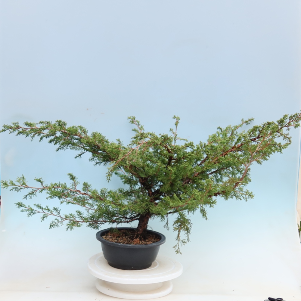 Kültéri bonsai – Juniperus chinensis Itoigawa – Kínai boróka