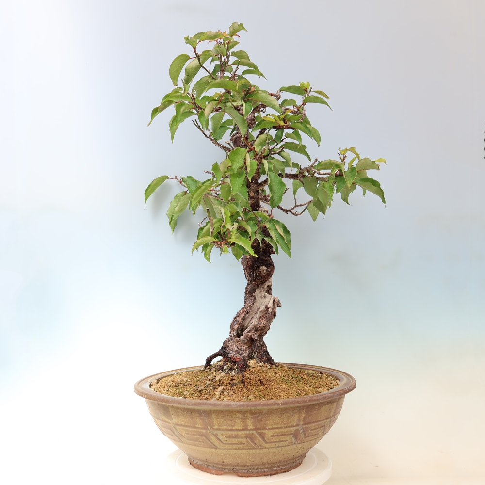 Kültéri bonsai – Japán barack – Prunus Mume