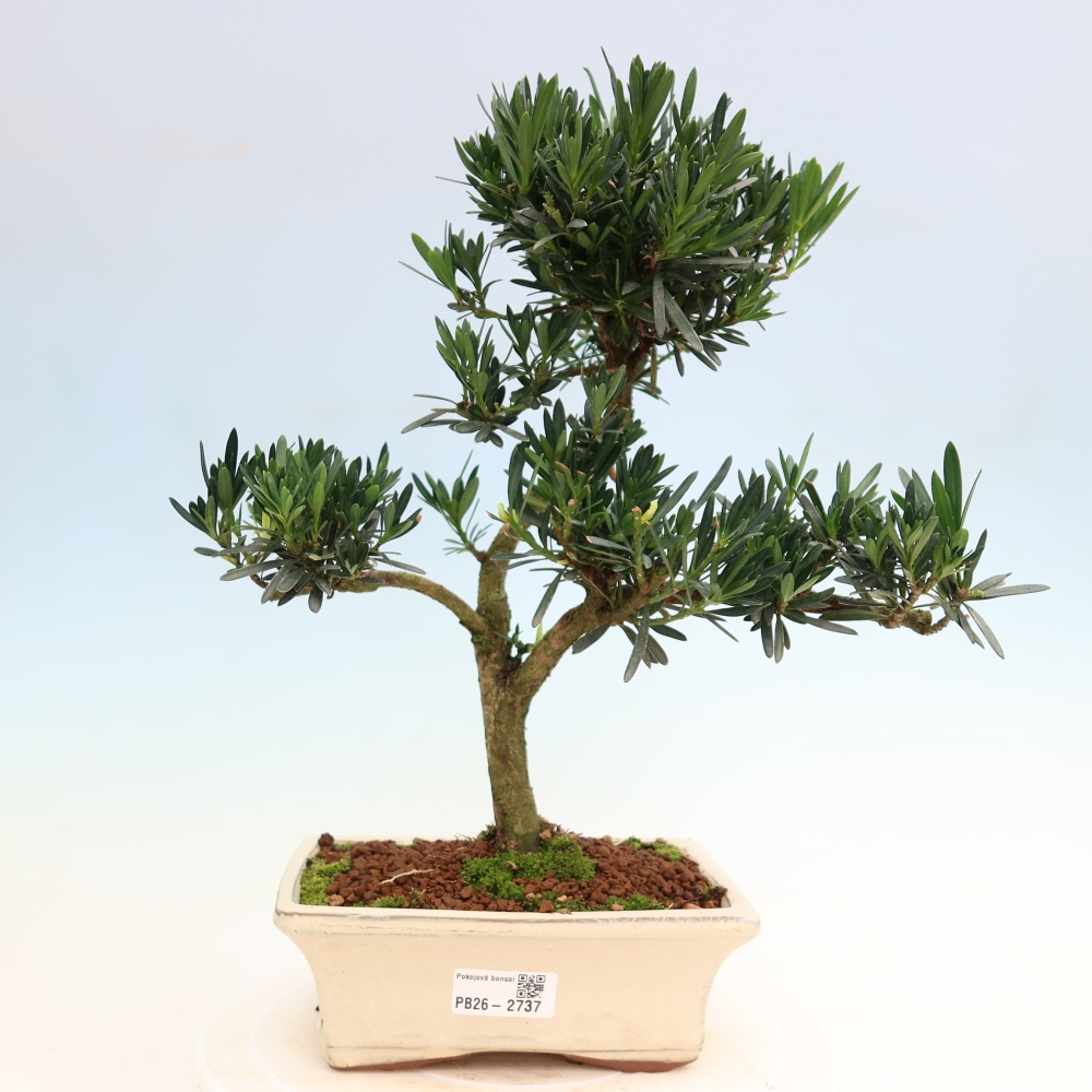 Szobai bonsai - Podocarpus - Kőtiszafa