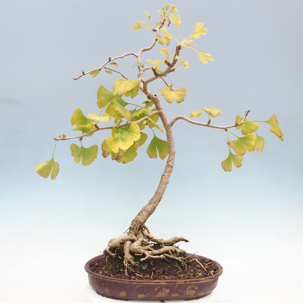 Kültéri bonsai - Ginkgo biloba - Ginkgo biloba