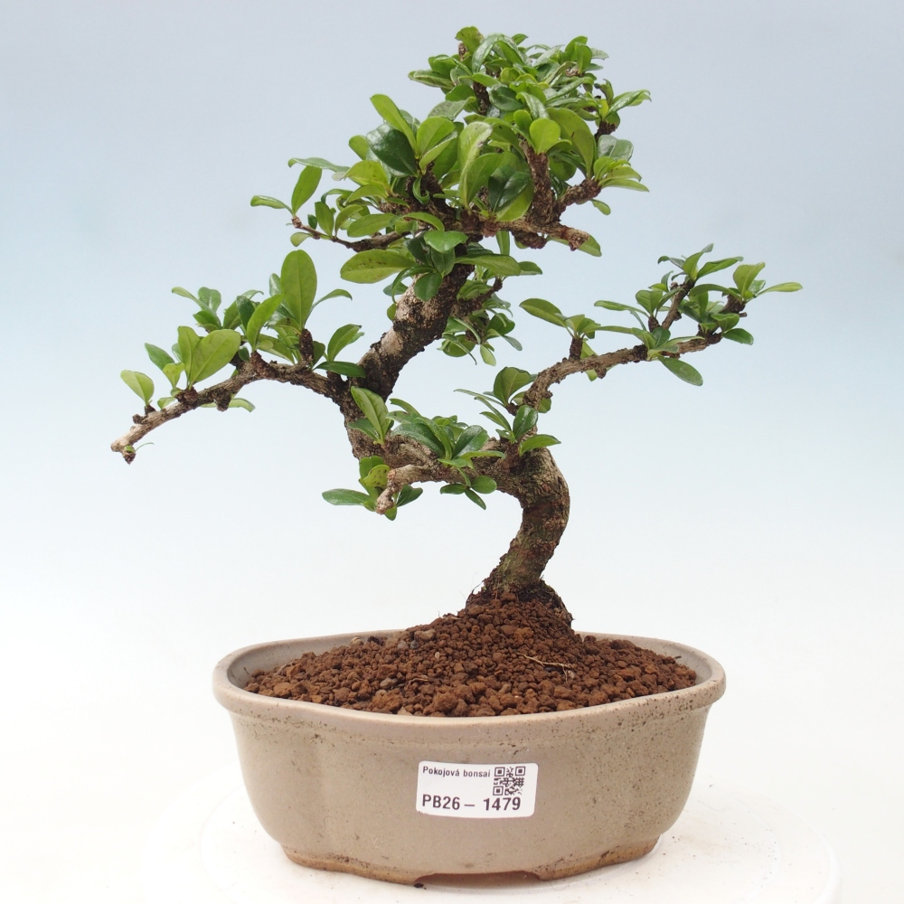 Szobai bonsai - Carmona macrophylla - Tea fuki