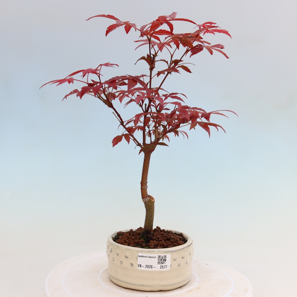 Kültéri bonsai - Acer pálma. Atropurpureum-Javor palmate