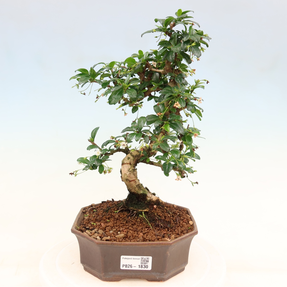 Szobai bonsai - Carmona macrophylla - Tea fuki