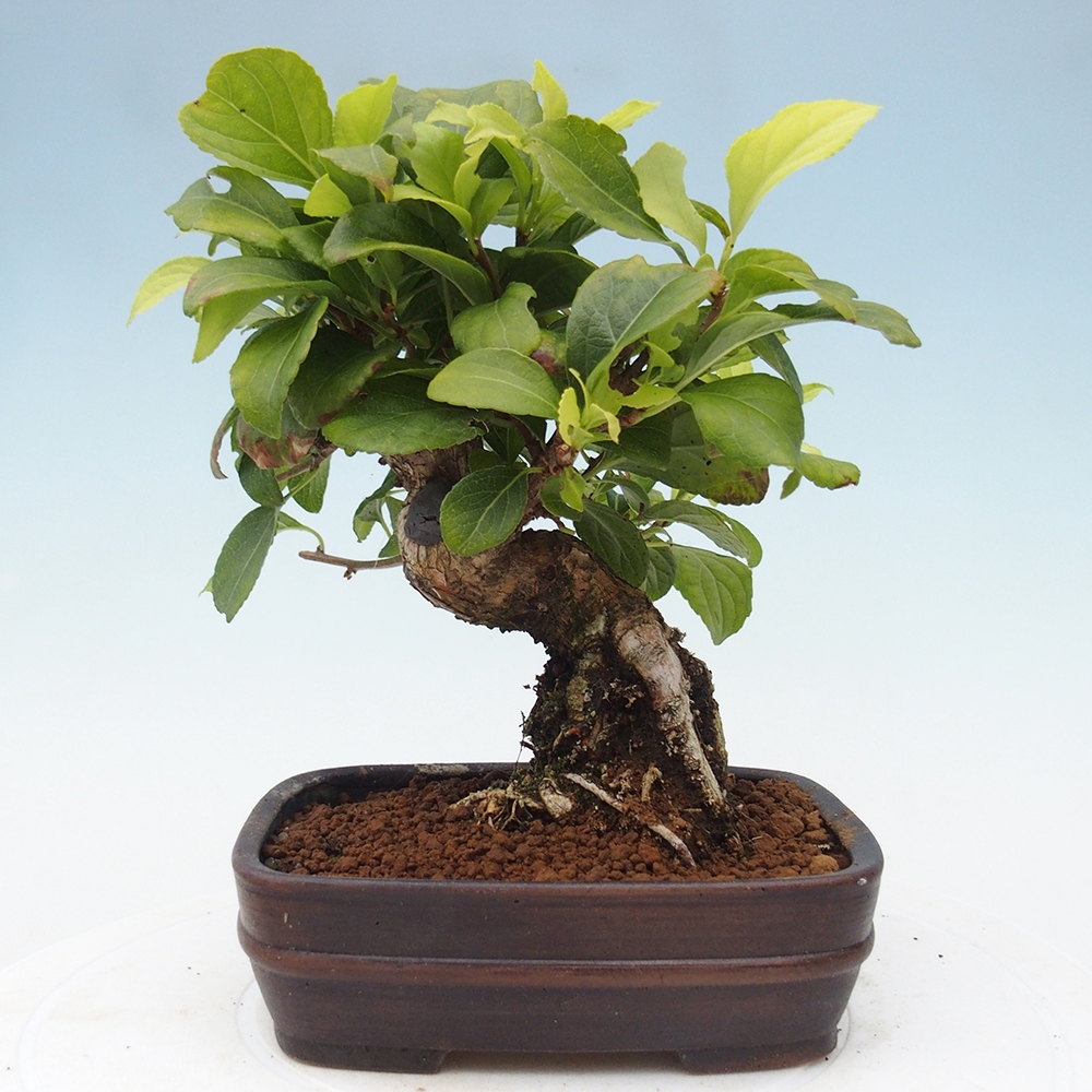 Kültéri bonsai - Celastrus orbiculatus