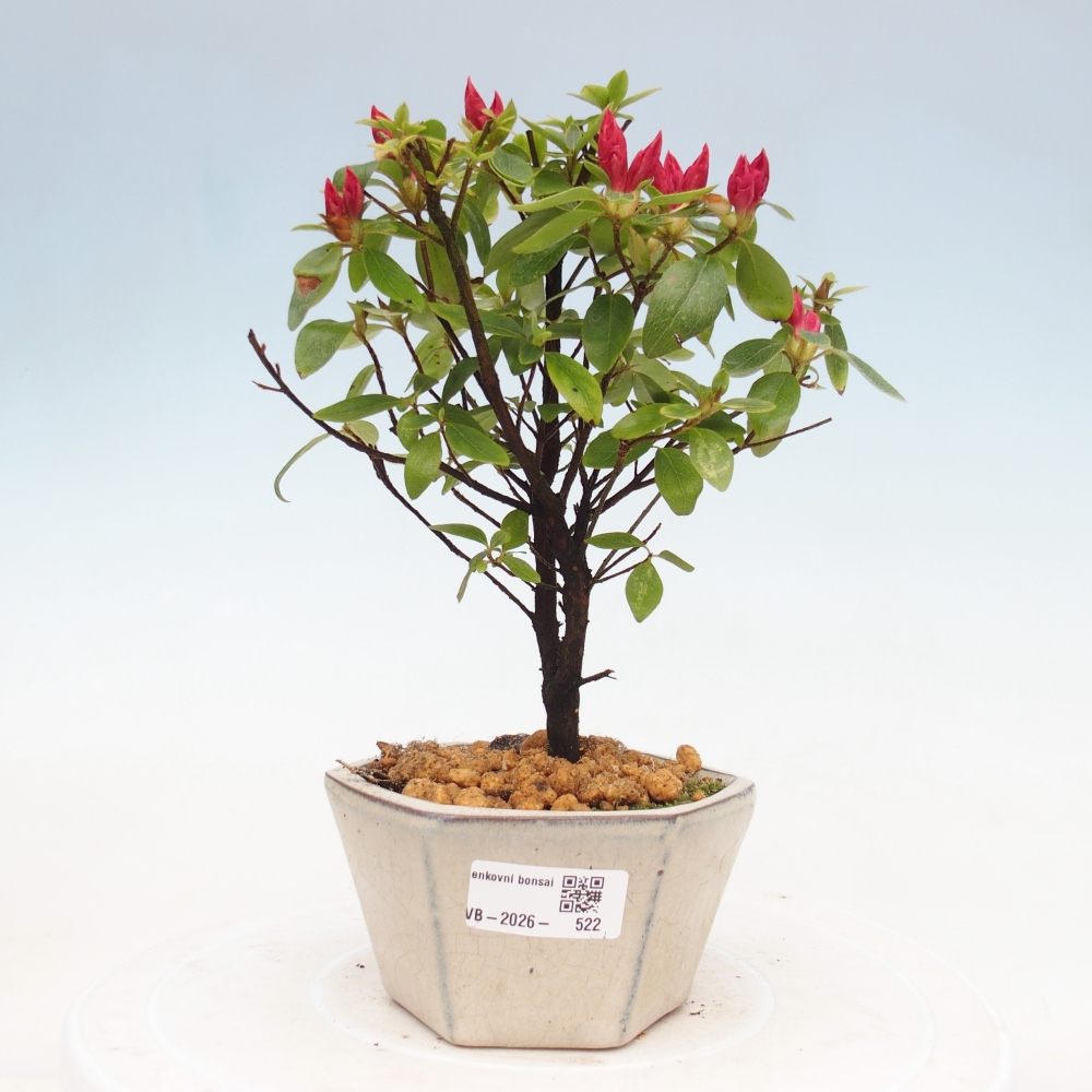Kültéri bonsai - japán azálea - Azalea sp.