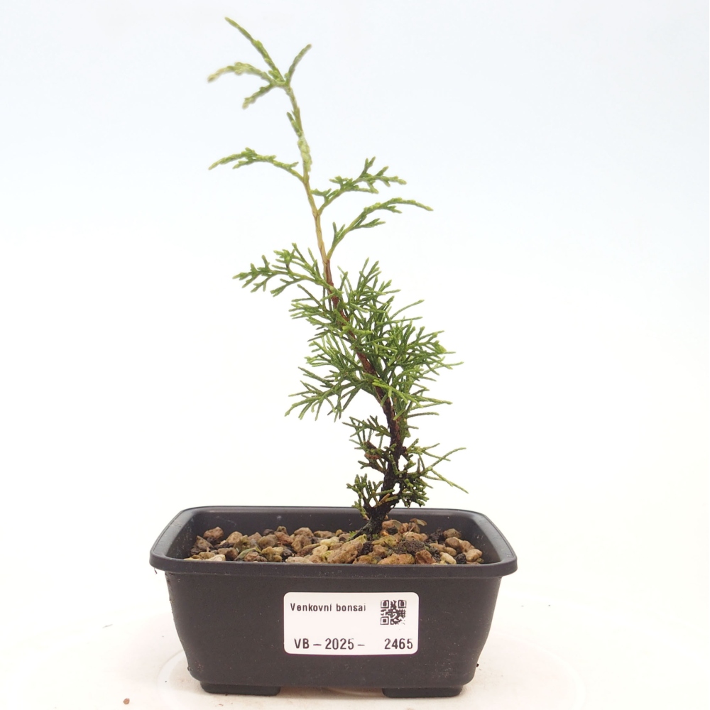 Kültéri bonsai - Juniperus chinensis Itoigawa