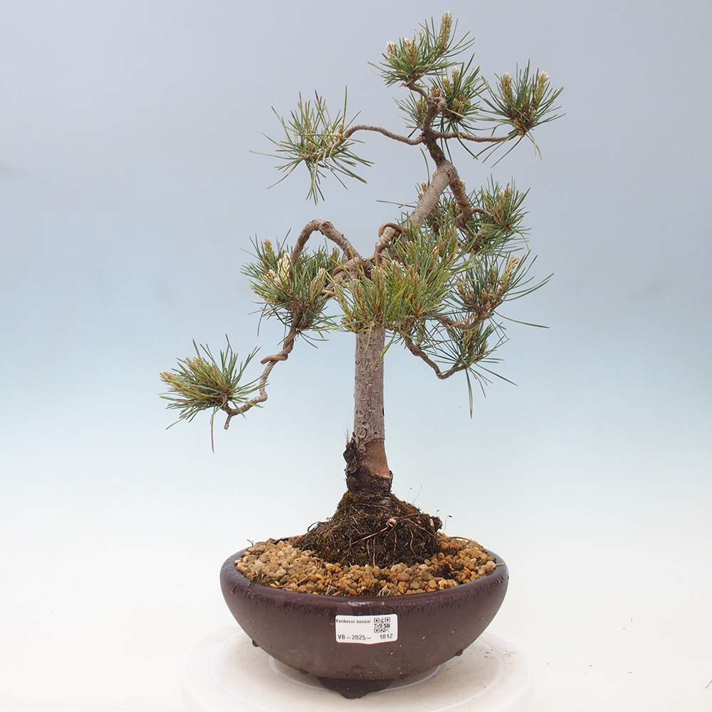 Kültéri bonsai - Pinus Sylvestris Watererri - erdeifenyő