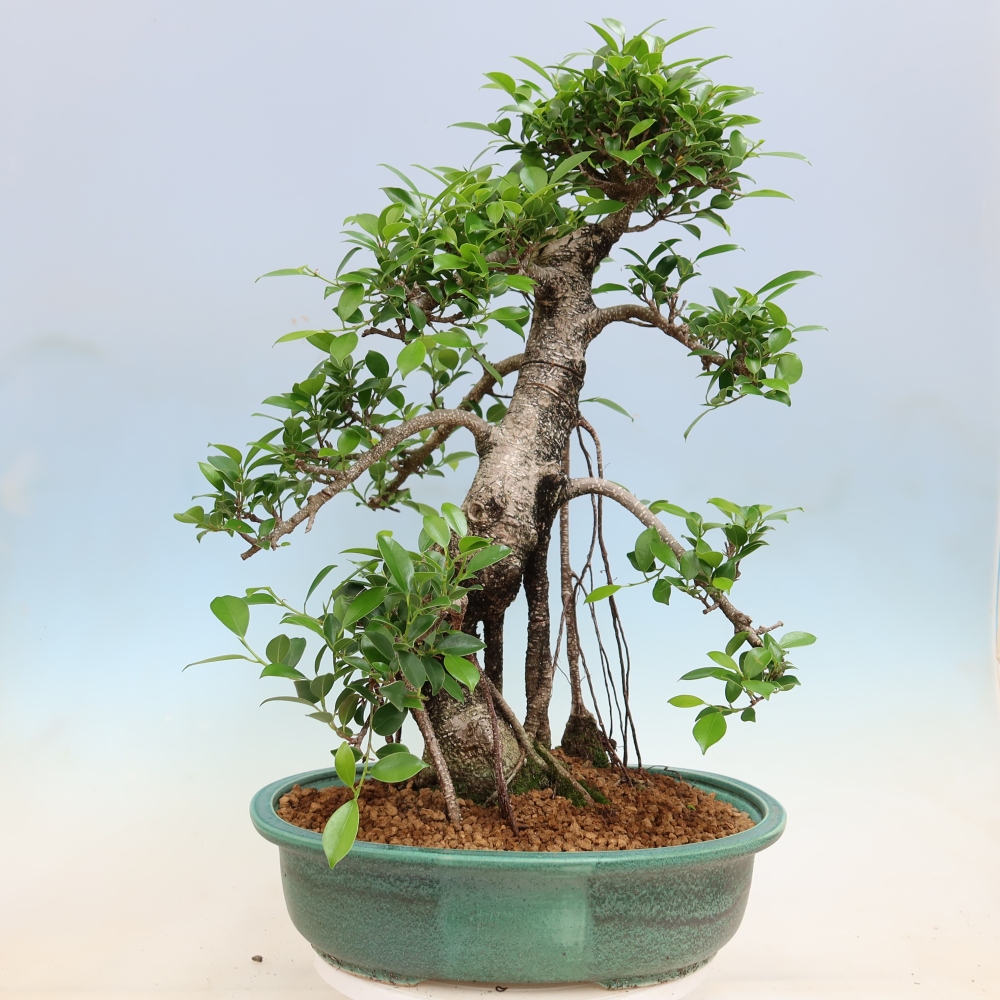 Szobai bonsai - Ficus kimmen - kislevelű fikusz
