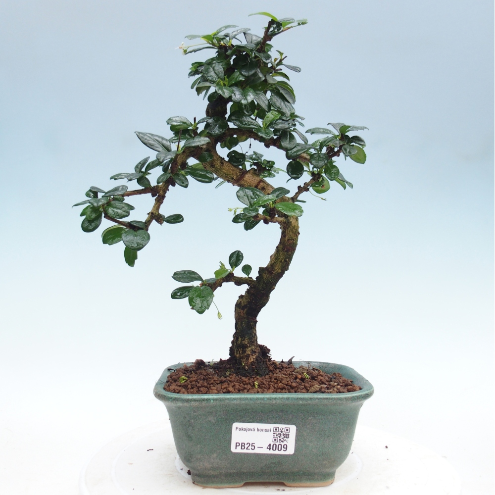 Szobai bonsai - Carmona macrophylla - Tea fuki