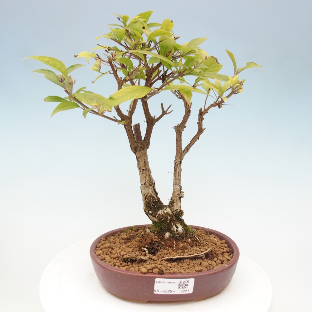Kültéri bonsai - Callicarpa japonica