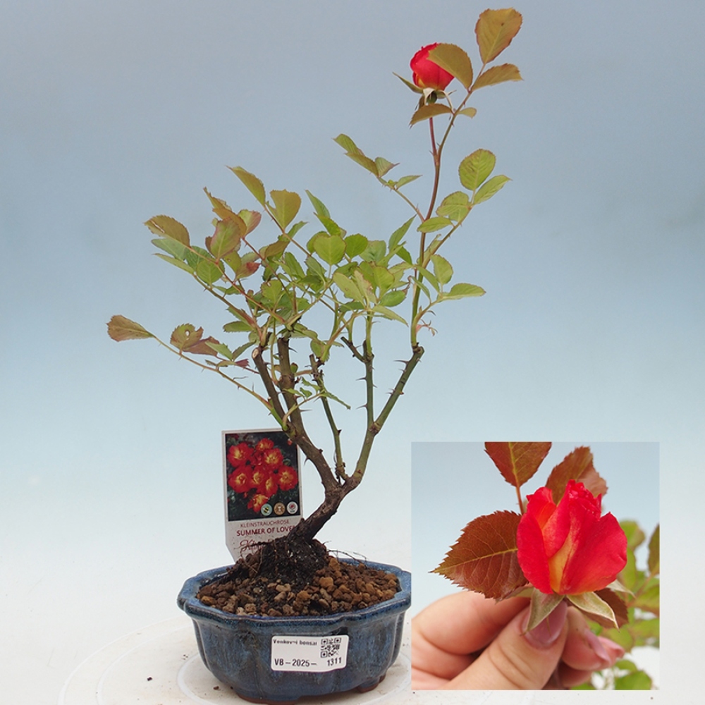 Kültéri bonsai - Rosa Kordes - rózsa