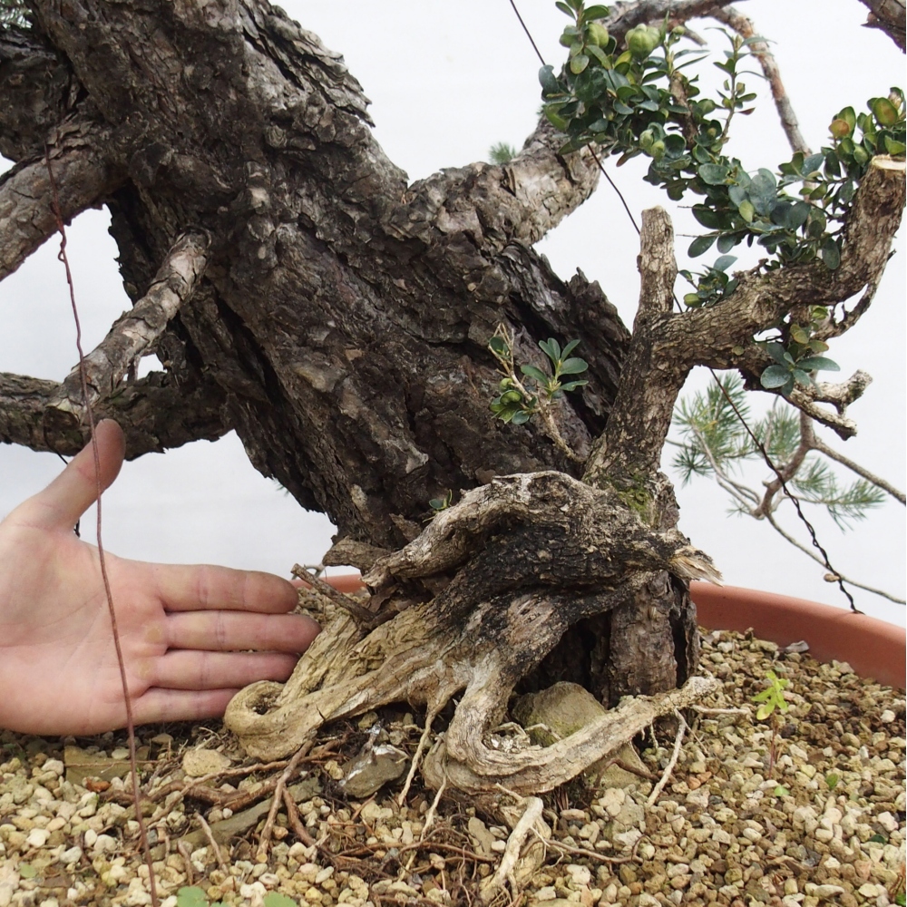 Yamadori - Pinus sylvestris Spanyolország