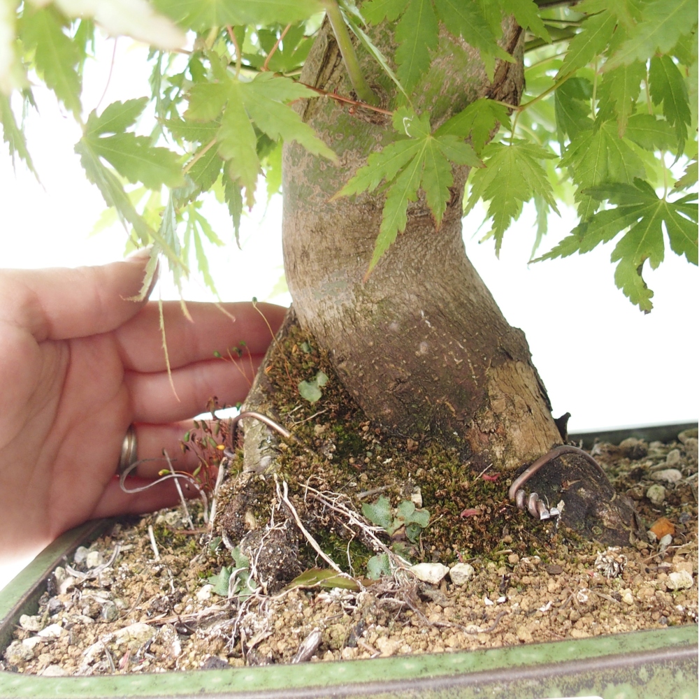 Kültéri bonsai - Acer palmatum - CSAK raklap előkészítése