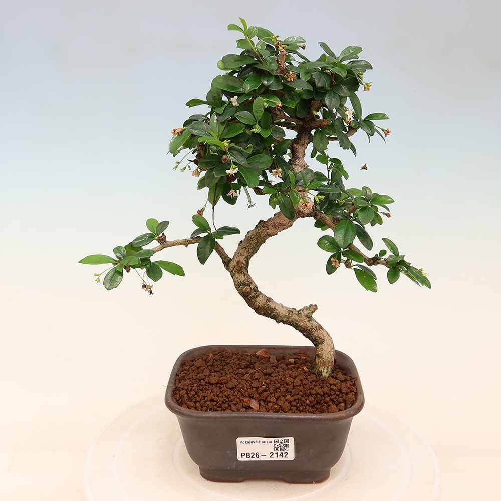 Szobai bonsai - Carmona macrophylla - Tea fuki