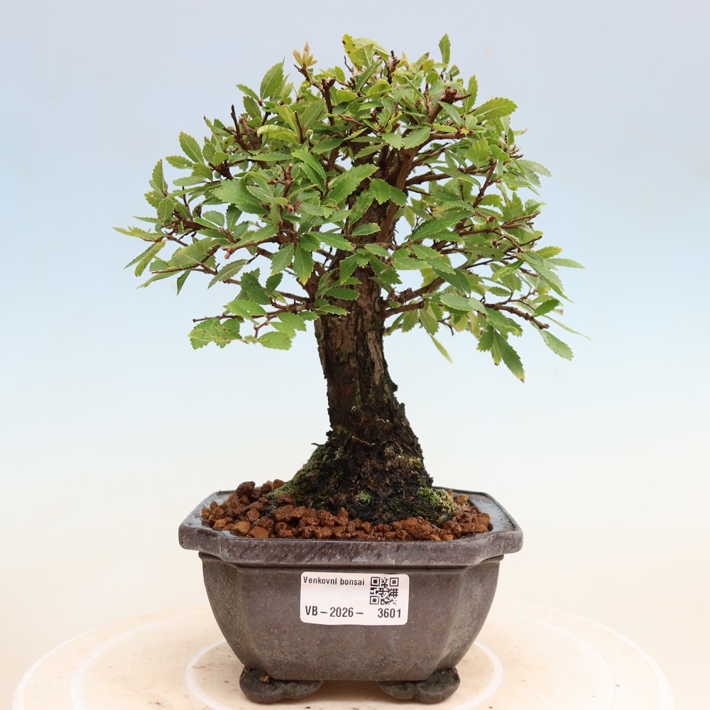 Kültéri bonsai - Zelkova - Zelkova NIRE