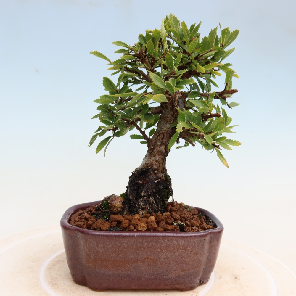 Kültéri bonsai - Zelkova - Zelkova NIRE
