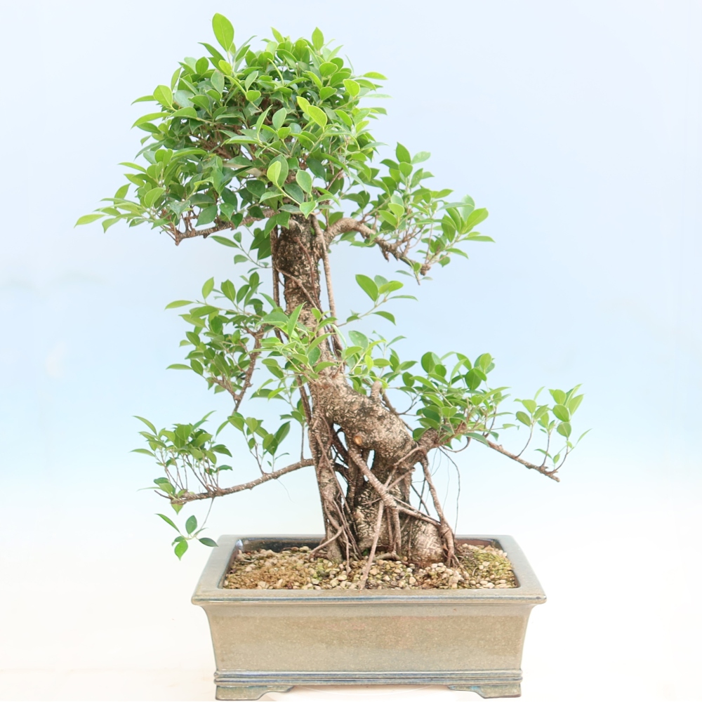 Szobai bonsai - Ficus kimmen - kislevelű fikusz