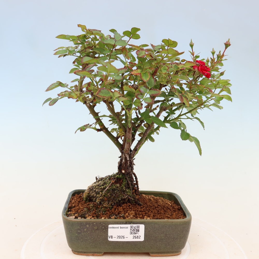 Kültéri bonsai - Rosa Kordes - rózsa