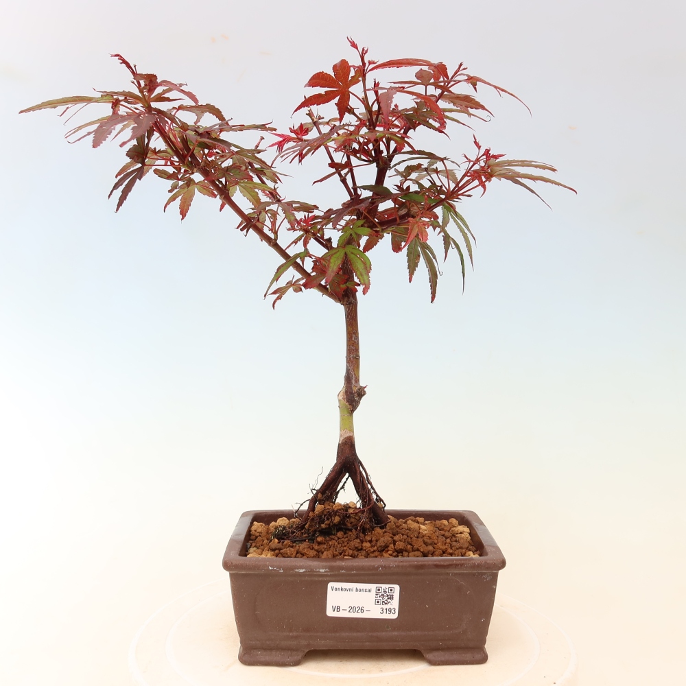 Kültéri bonsai – tenyérlevelű juhar – Acer palmatum Berry Broom 