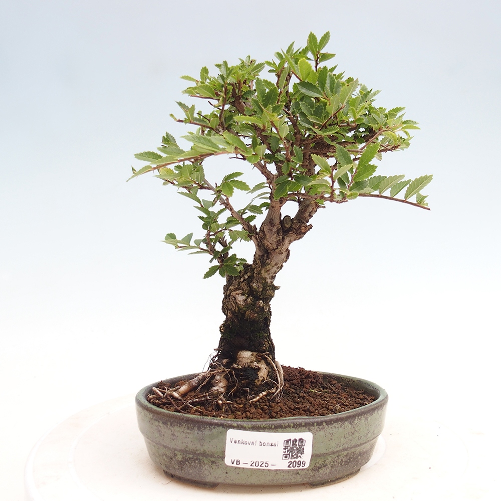 Kültéri bonsai - Zelkova - Zelkova NIRE