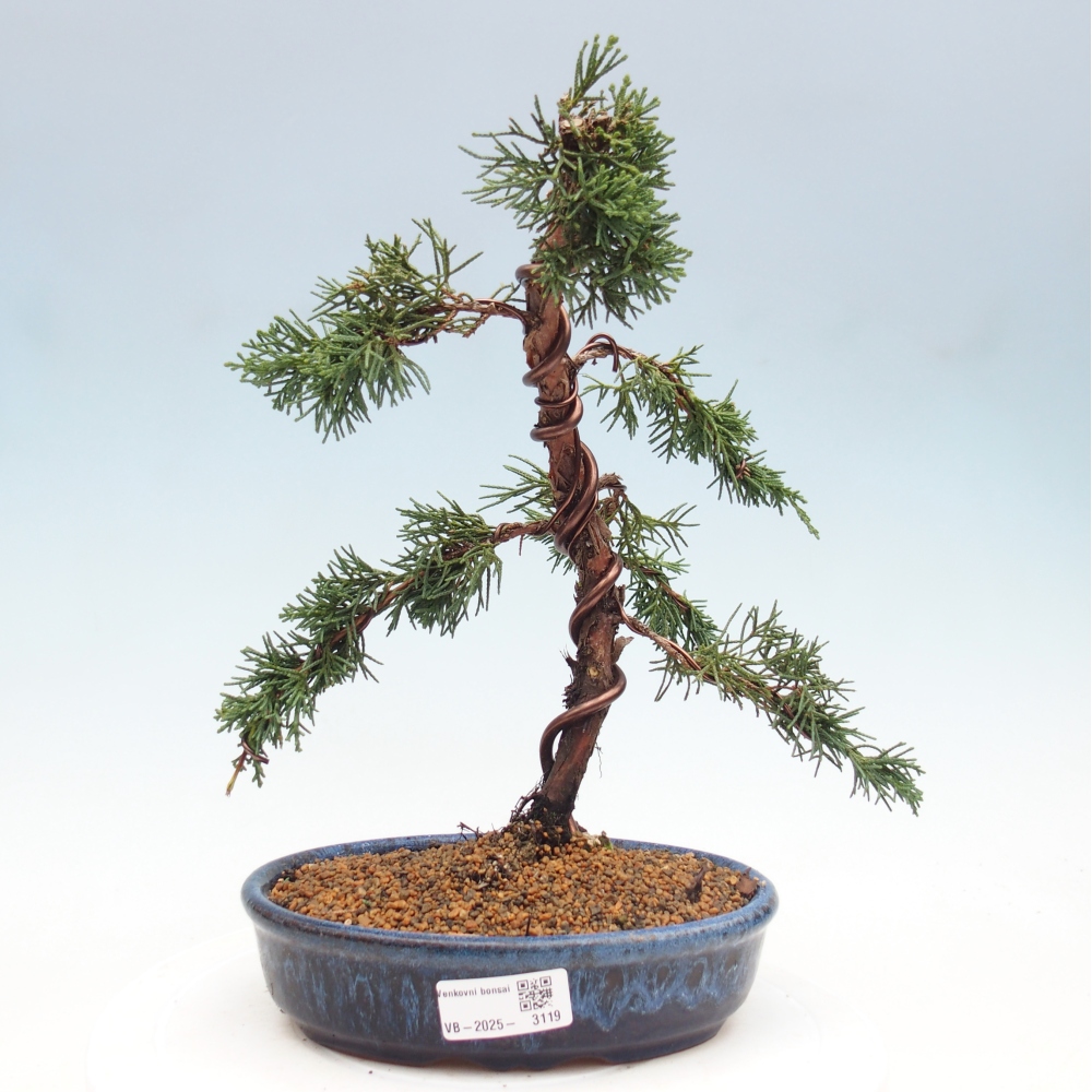 Kültéri bonsai - Juniperus chinensis Kishu