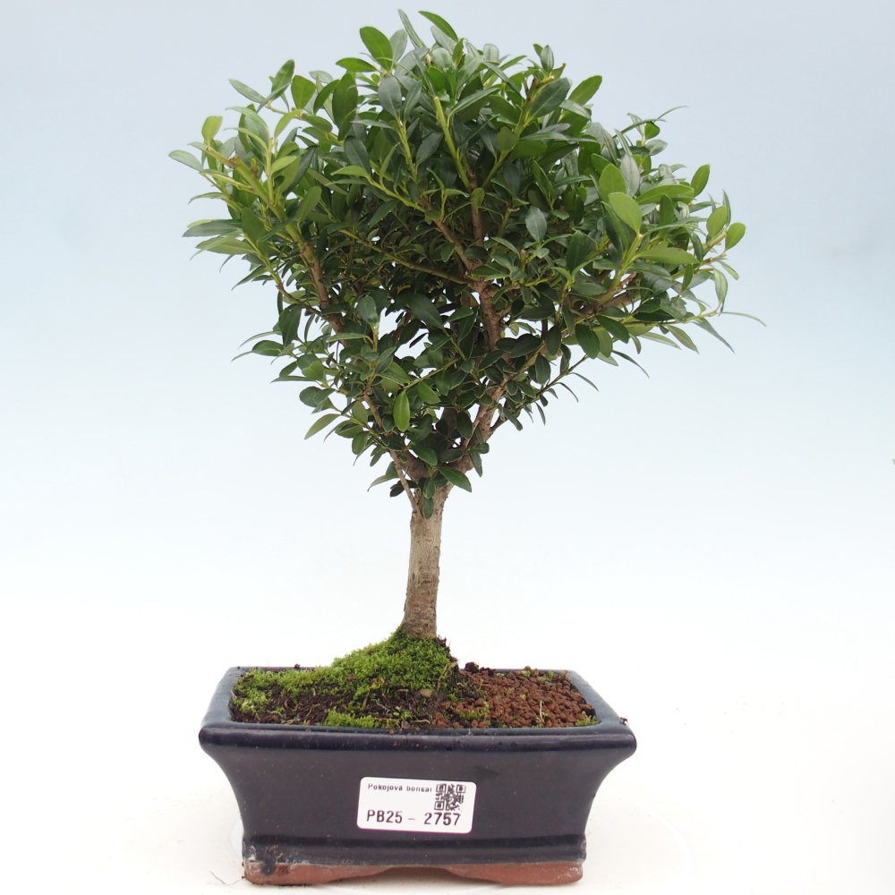 Szobai bonsai - Ilex crenata - Holly