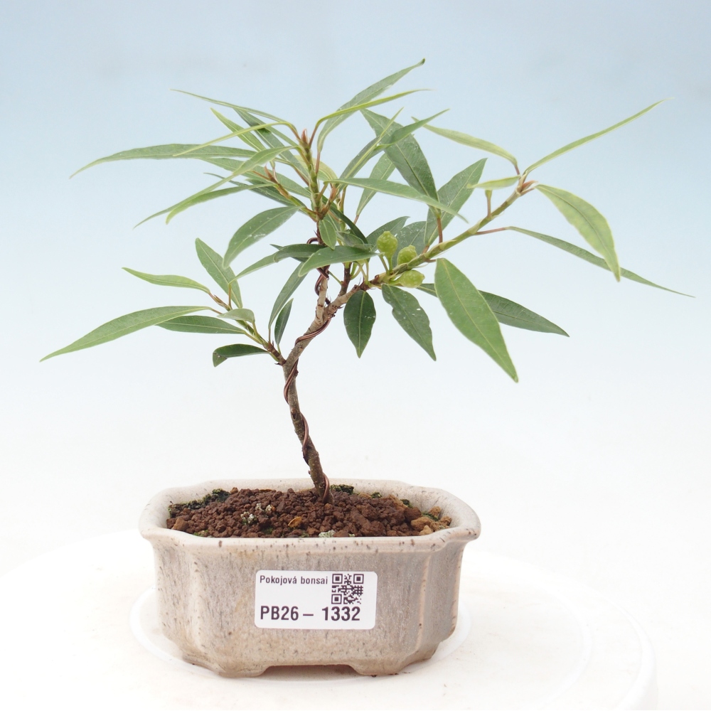 Szobai bonsai - Ficus nerifolia - kislevelű fikusz
