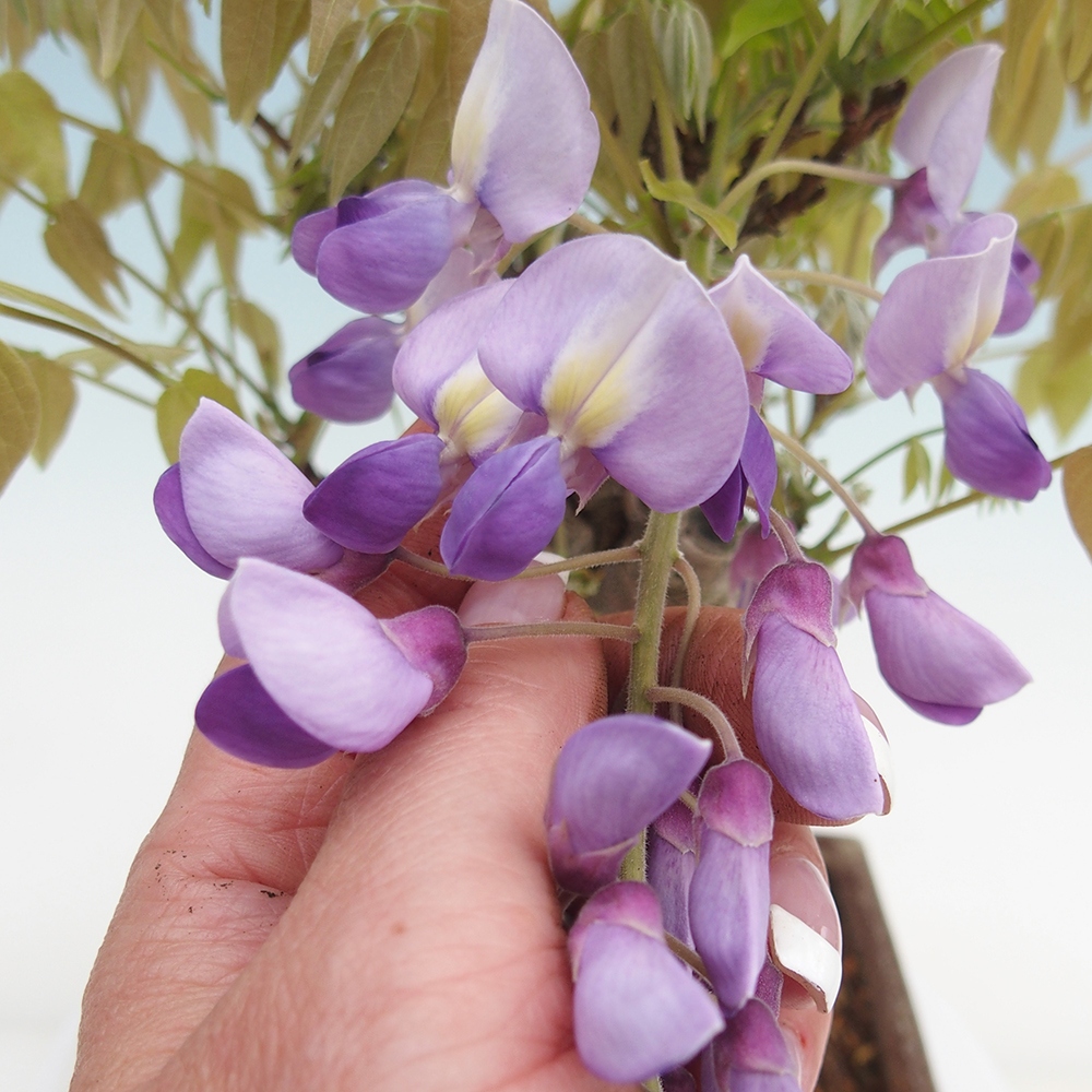 Kültéri bonsai - Wisteria floribunda